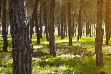 Obraz premium Pine forest at Donana National Park