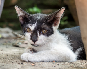 Little cute kitten lay on concrete floor