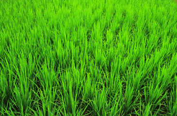 Green ear of rice in paddy rice field
