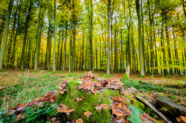 Herbstzeit