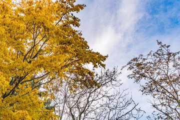 Autumn tree with yellow and orange leaves. Fall season treetops against blue sky background