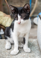 Little cute kitten lay on concrete floor