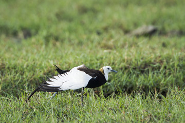 Pheasant-tailed Jacana in Bundala National Park, Sri Lanka