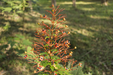 Bud Blossom, Red bud with spider web in a park 