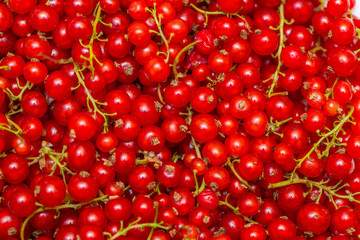 Background made of red currant berries
