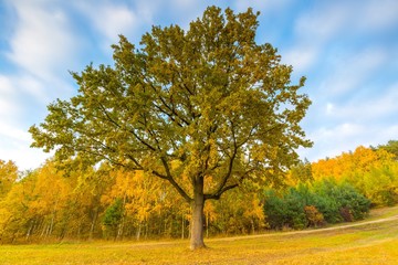 Naklejka premium Autumnal landscape with lake and plants with autumnal colors