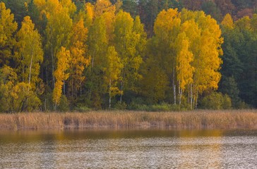 Beautiful landscape of autumnal forest near lake