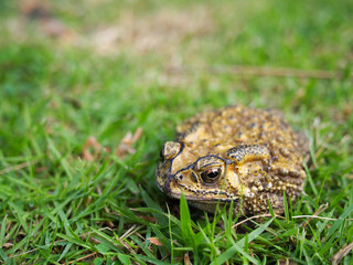green toad on the grass field