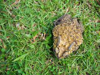 green toad on the grass field
