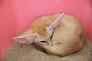 Fennec fox