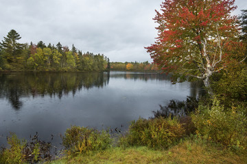 Obraz premium Fall foliage on the Androscoggin River near Errol, New Hampshire.