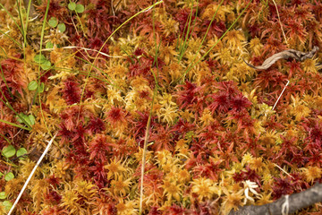 Colorful red and orange peat moss in a Maine bog.