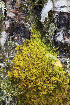 Patch of yellow feather moss on birch tree, northern Maine.
