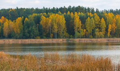 Beautiful landscape of autumnal forest near lake