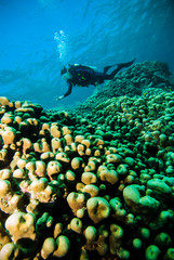 Fototapeta na wymiar scuba diving diver woman sea underwater coral indonesia bali girl