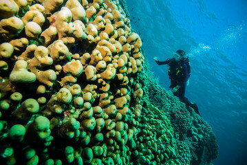 scuba diving diver woman sea underwater coral indonesia bali girl