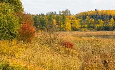 Fototapeta premium Beautiful landscape of autumnal forest near lake