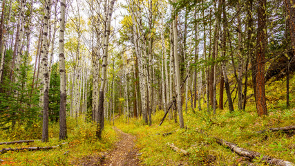 Hiking trail through the boreal forest at the Valley of Five Lakes in Autumn in Jasper National Park in the Canadian Rockies