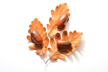 Oak leaves and acorns on white background