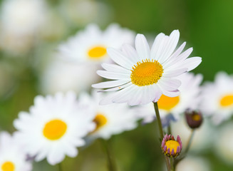 Obraz na płótnie Canvas White daisy flowers (camomile) blooming on the meadow