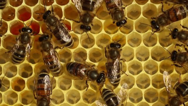 Bees build honeycombs. 
In cells placed nectar , honey and pollen.