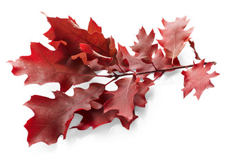 Red autumn oak leaves