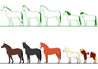 horses standing in line
