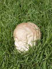 Mushroom in the grass