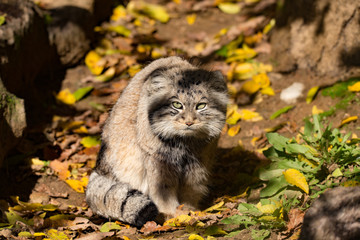 beautiful wild cat, Pallas's cat, Otocolobus manul