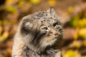Naklejka na ściany i meble beautiful wild cat, Pallas's cat, Otocolobus manul