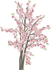 cherry tree with large pink flowers isolated on white