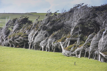 Wind Blown Trees, Slope Point, South Island New Zealand