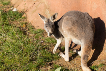 Naklejka na ściany i meble red kangaroo