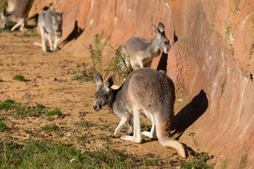 red kangaroo
