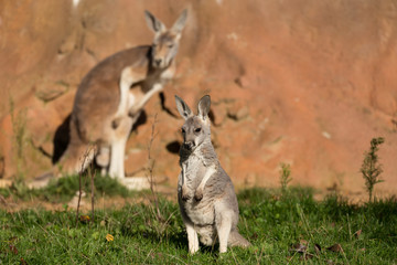 Naklejka na ściany i meble red kangaroo