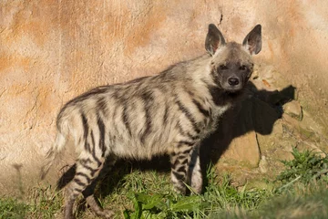  Striped hyena (Hyaena hyaena) © ArtushFoto