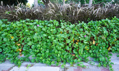 Ipomoea with grass flower