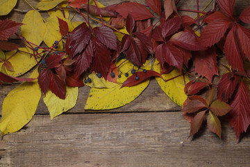 Bright autumn leaves on a wooden background