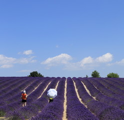 touristes en promenade dans un champ de lavandin du Lubéron
