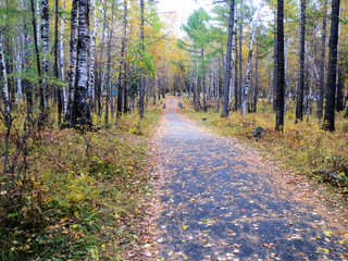 Fototapeta premium Autumn avenue