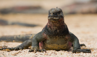 The marine iguanas sitting on the sand. Close-up. Galapagos Islands. An excellent illustration
