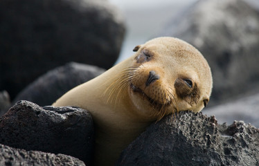 Portrait of sea lion lying  in the Galapagos. Islands. An excellent illustration. Close-up.