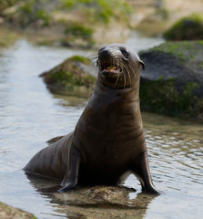 Naklejka premium Sea lion on the beach. Sitting in full growth. Galapagos. perfect illustration.