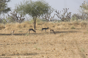 Fototapeta na wymiar Black bucks in the wild in Rajasthan, India