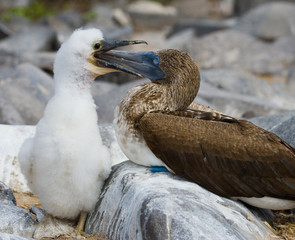 Blue-footed boobies feeding chicks. Galapagos. An excellent illustration. Rare shot.