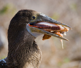 Blue-footed boobies with prey in its beak. Close-up. Galapagos. An excellent illustration.