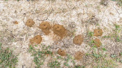 Wasp holes on surface of the soil