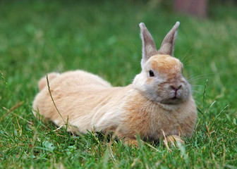 Rabbit
