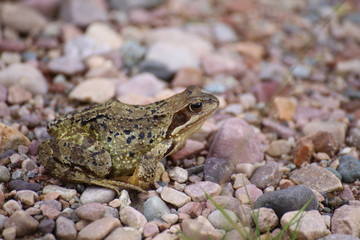 Common frog (Rana temporaria) on gravel groundCommon frog (Rana temporaria) on gravel ground