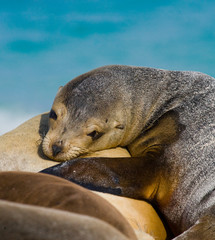 Naklejka premium Portrait of sea lion lying on the sand in the Galapagos. Islands. An excellent illustration. Close-up.